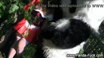 Plush panda fairytale for red riding hood